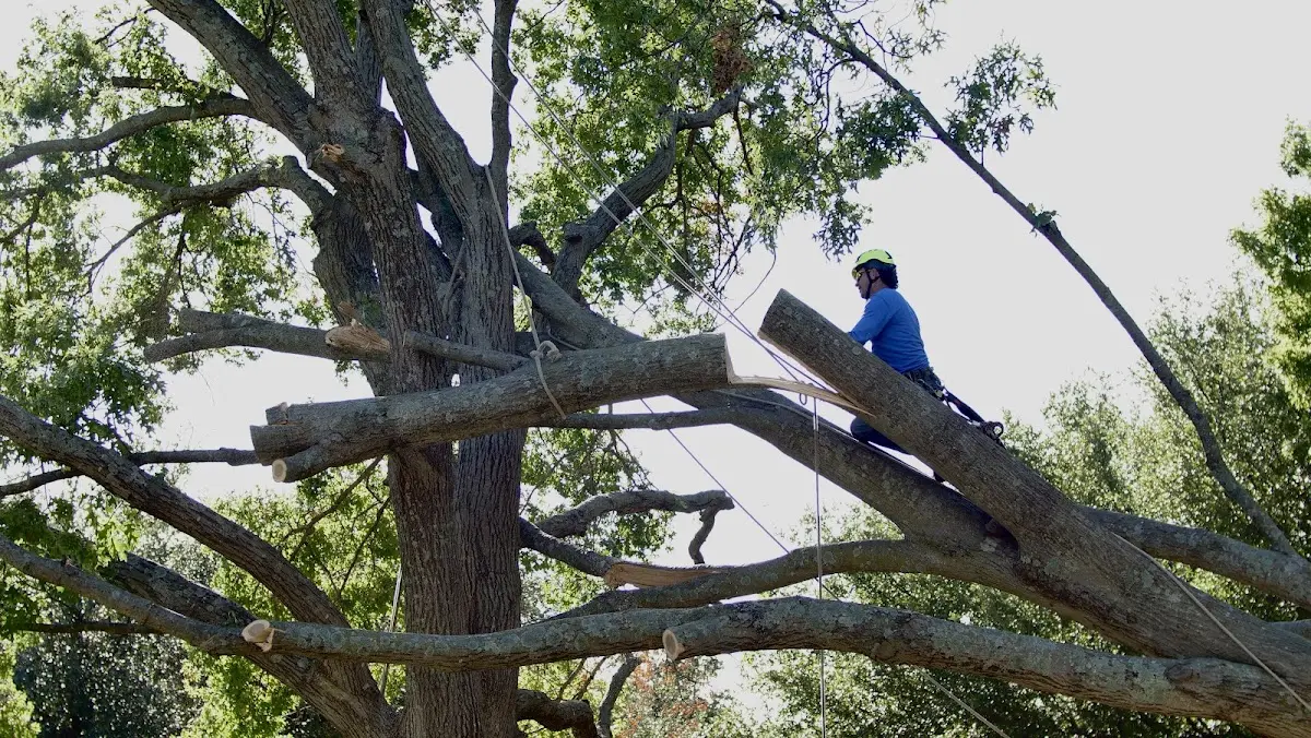 Professional Hazardous Tree Removal performed by certified arborists in Simpson